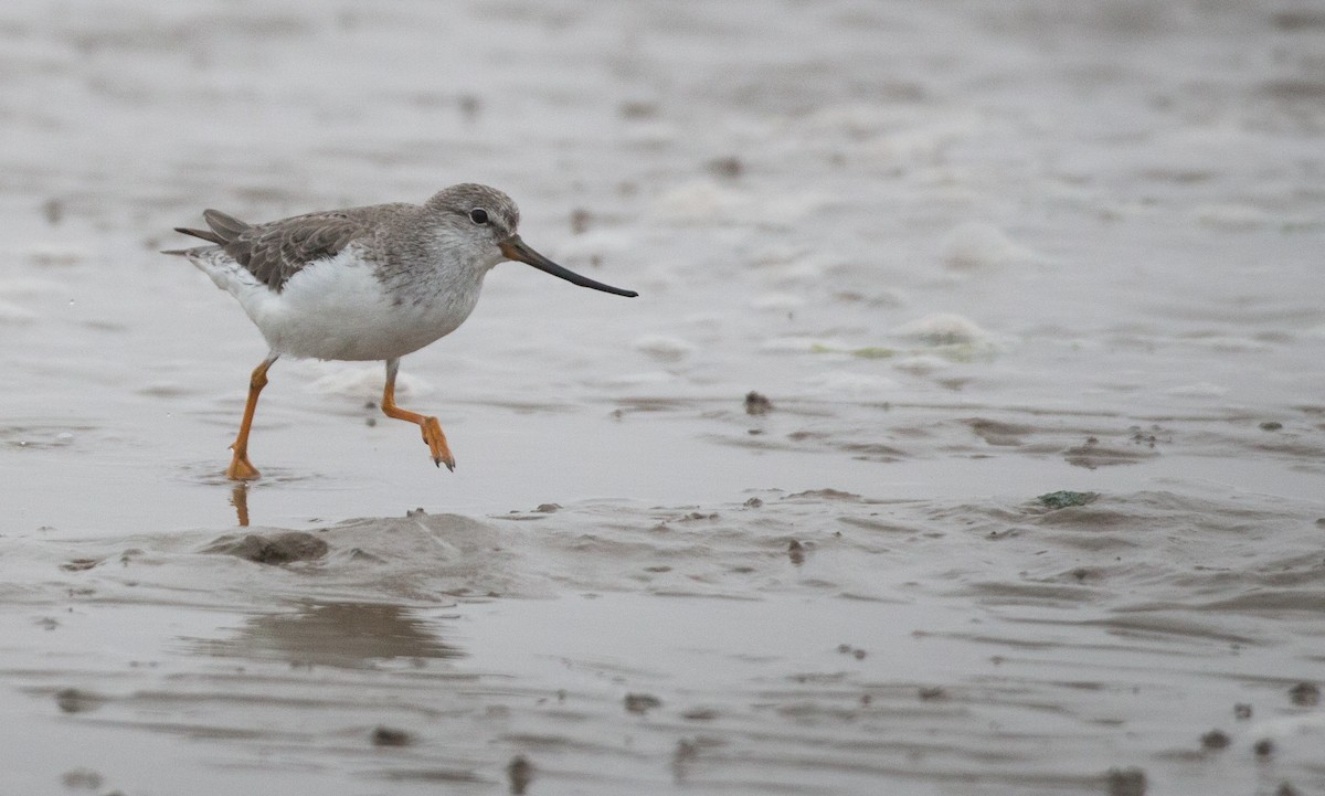 Terek Sandpiper - Ian Davies