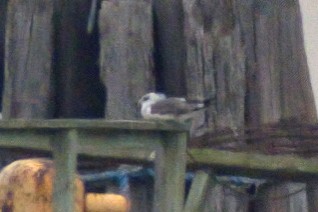 Lesser Black-backed Gull - ML303135851