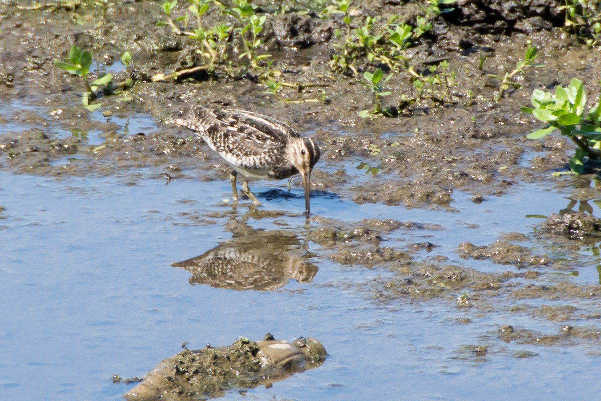 Pantanal Snipe - ML303135911