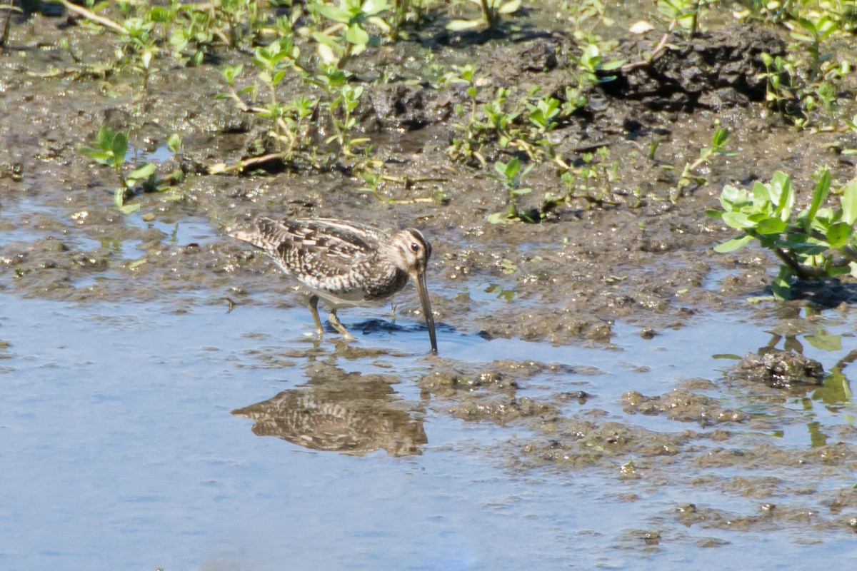 Pantanal Snipe - ML303135941