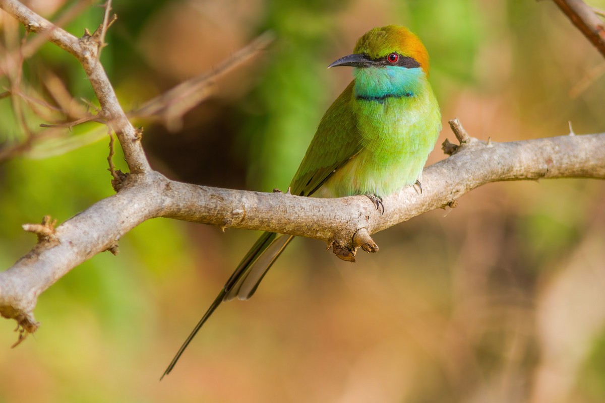 Asian Green Bee-eater - ML303135991