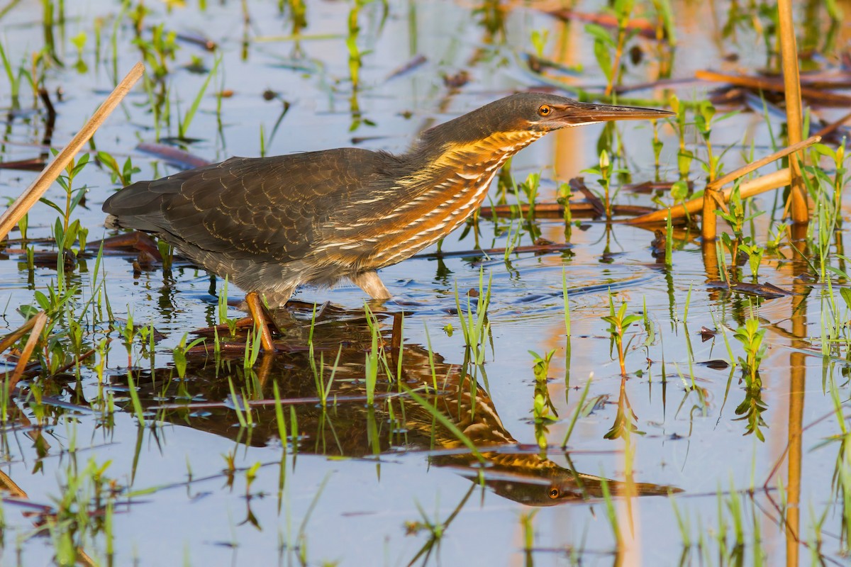 Black Bittern - Yeray Seminario