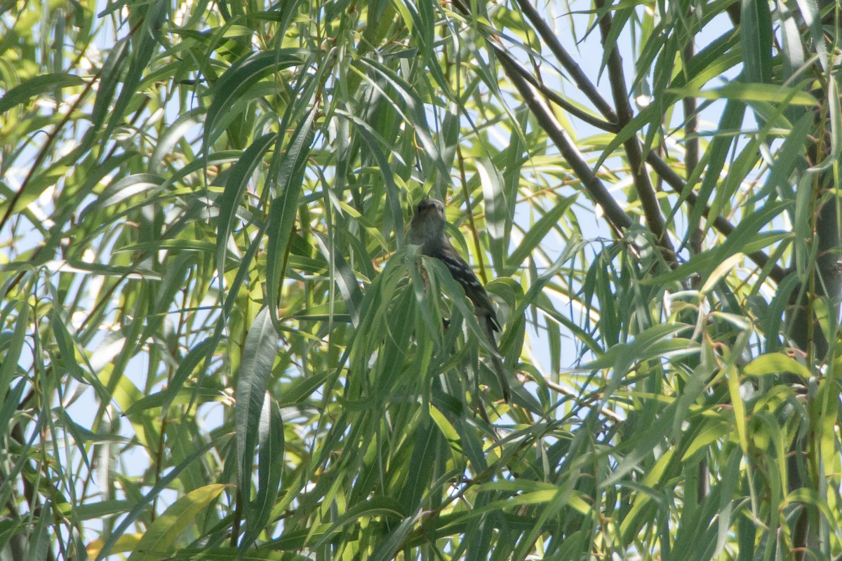 Large Elaenia - Javier González