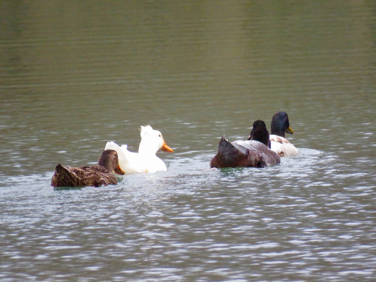 Canard colvert (forme domestique) - ML303140801