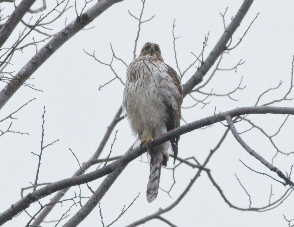 Cooper's Hawk - ML303140901