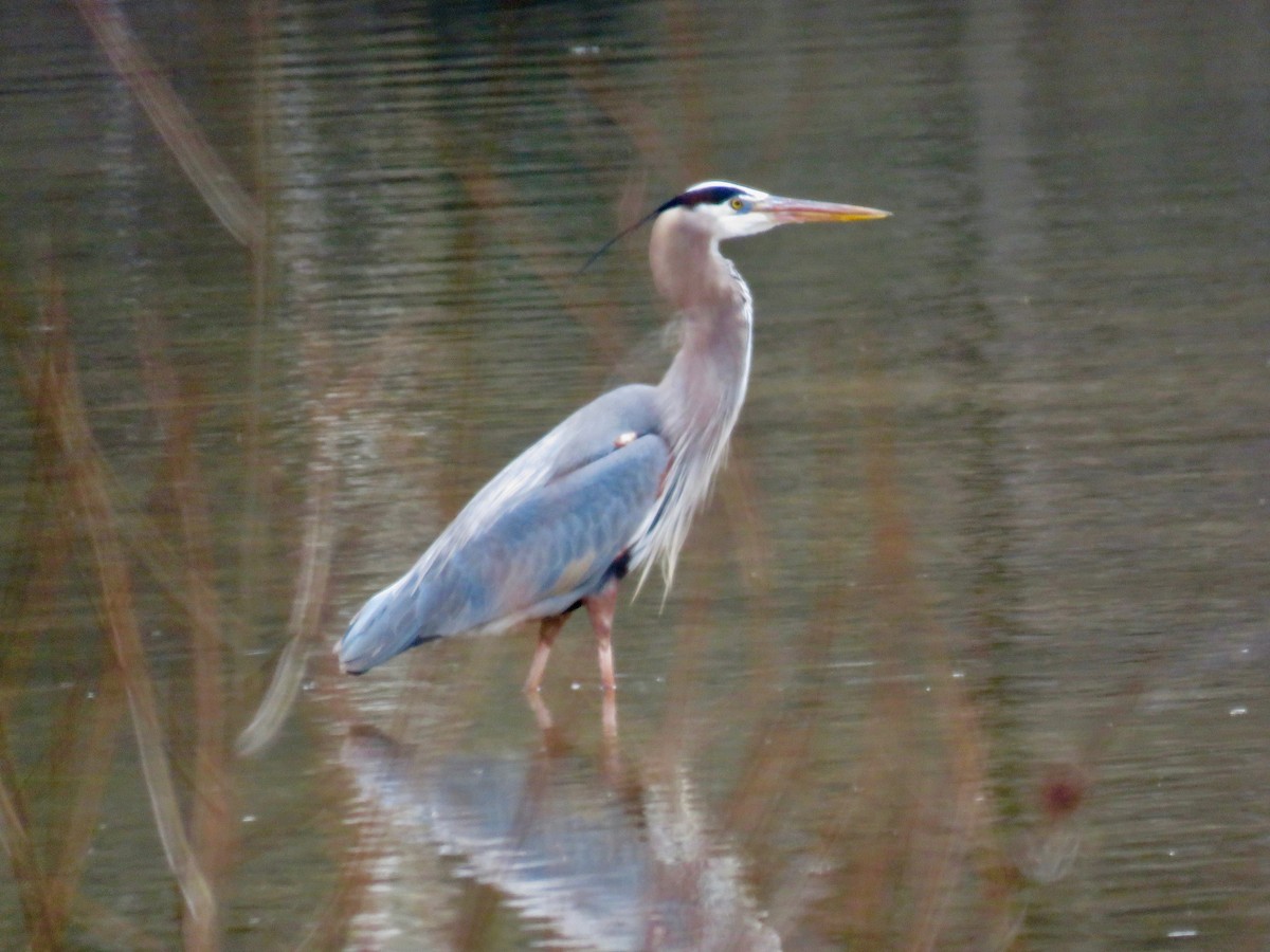 Great Blue Heron - ML303140921