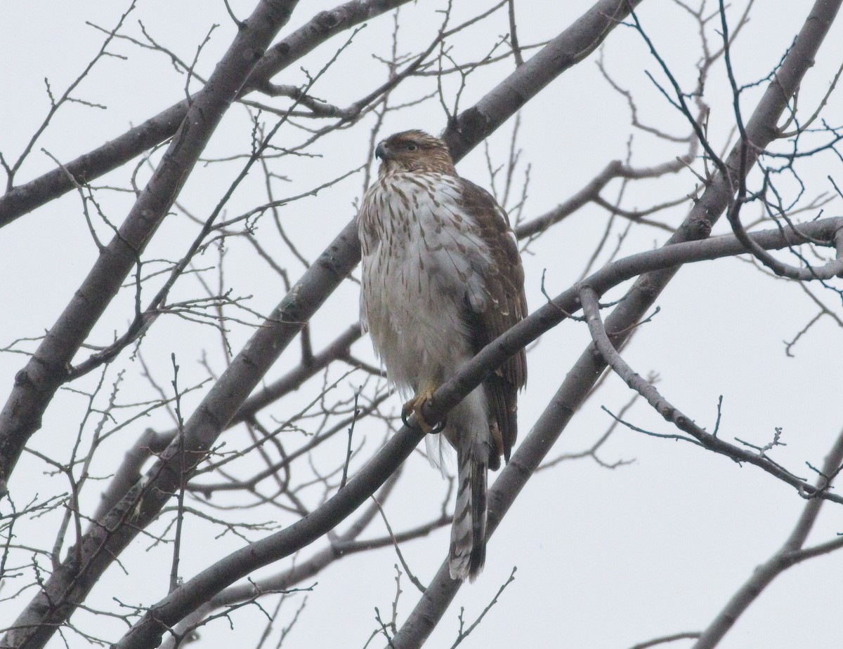 Cooper's Hawk - ML303140931