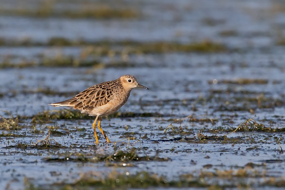 Buff-breasted Sandpiper - ML303141131