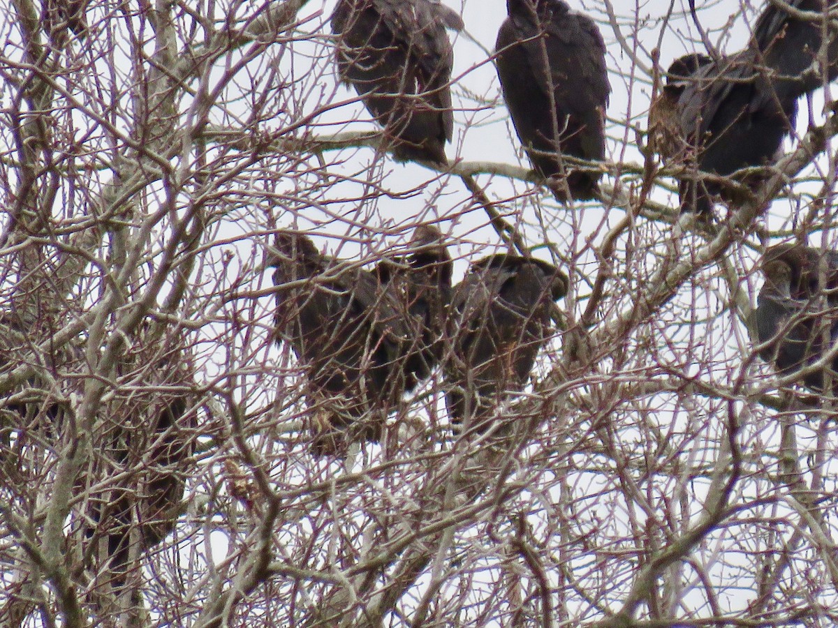 Black Vulture - ML303141651