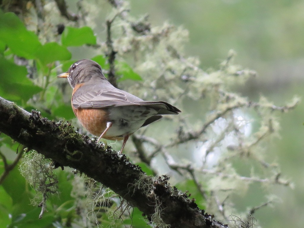 American Robin - ML303141751