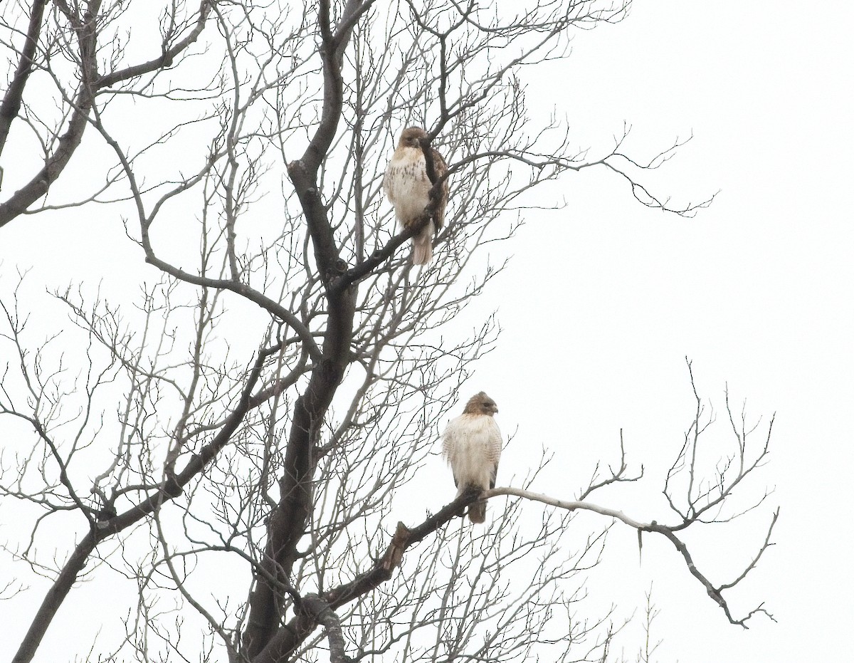 Red-tailed Hawk - ML303142471