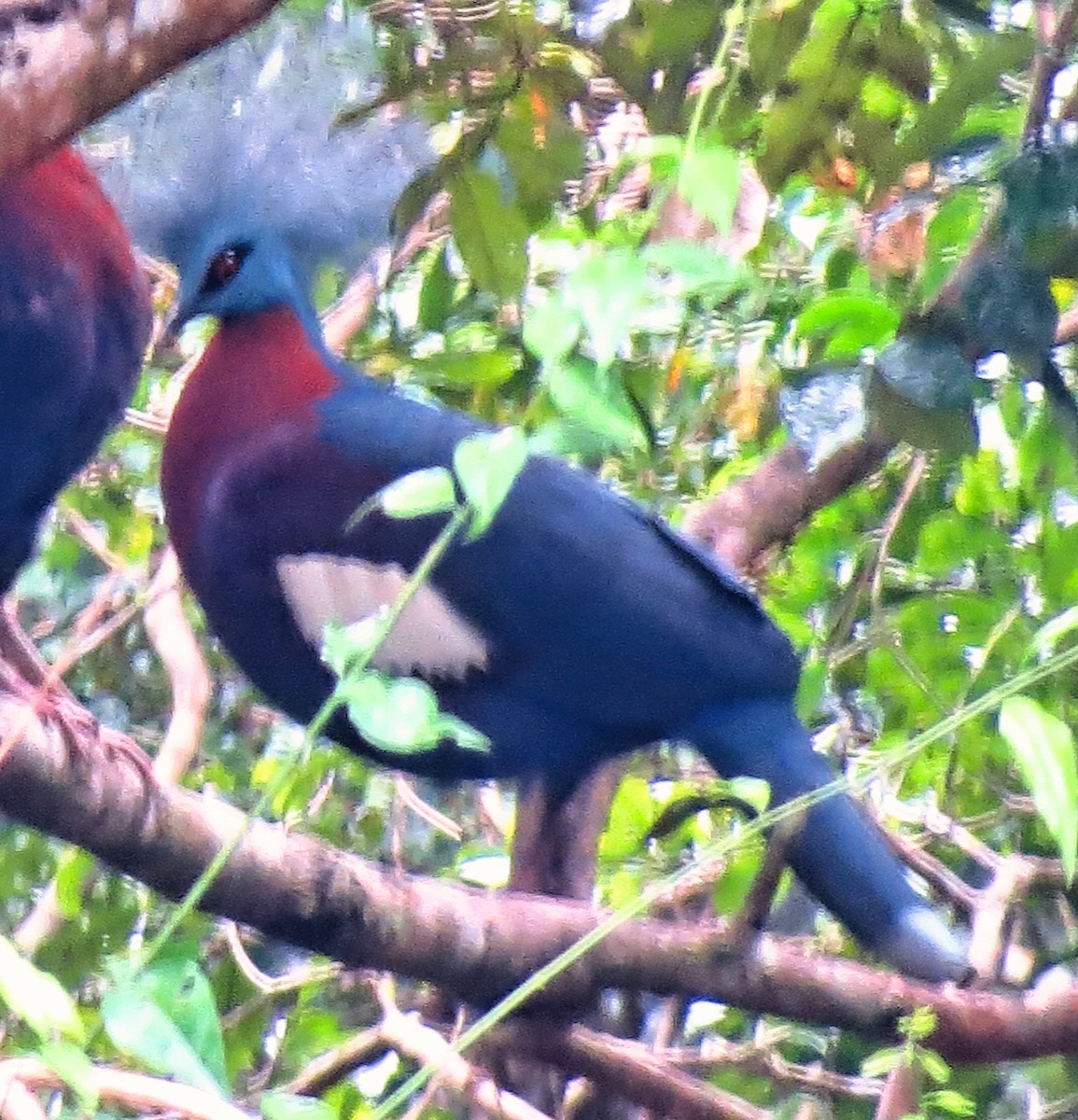 Sclater's Crowned-Pigeon - ML303142861