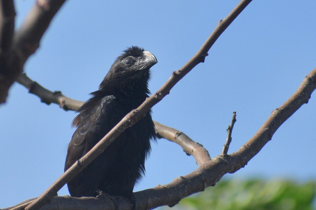 Groove-billed Ani - Alena Capek