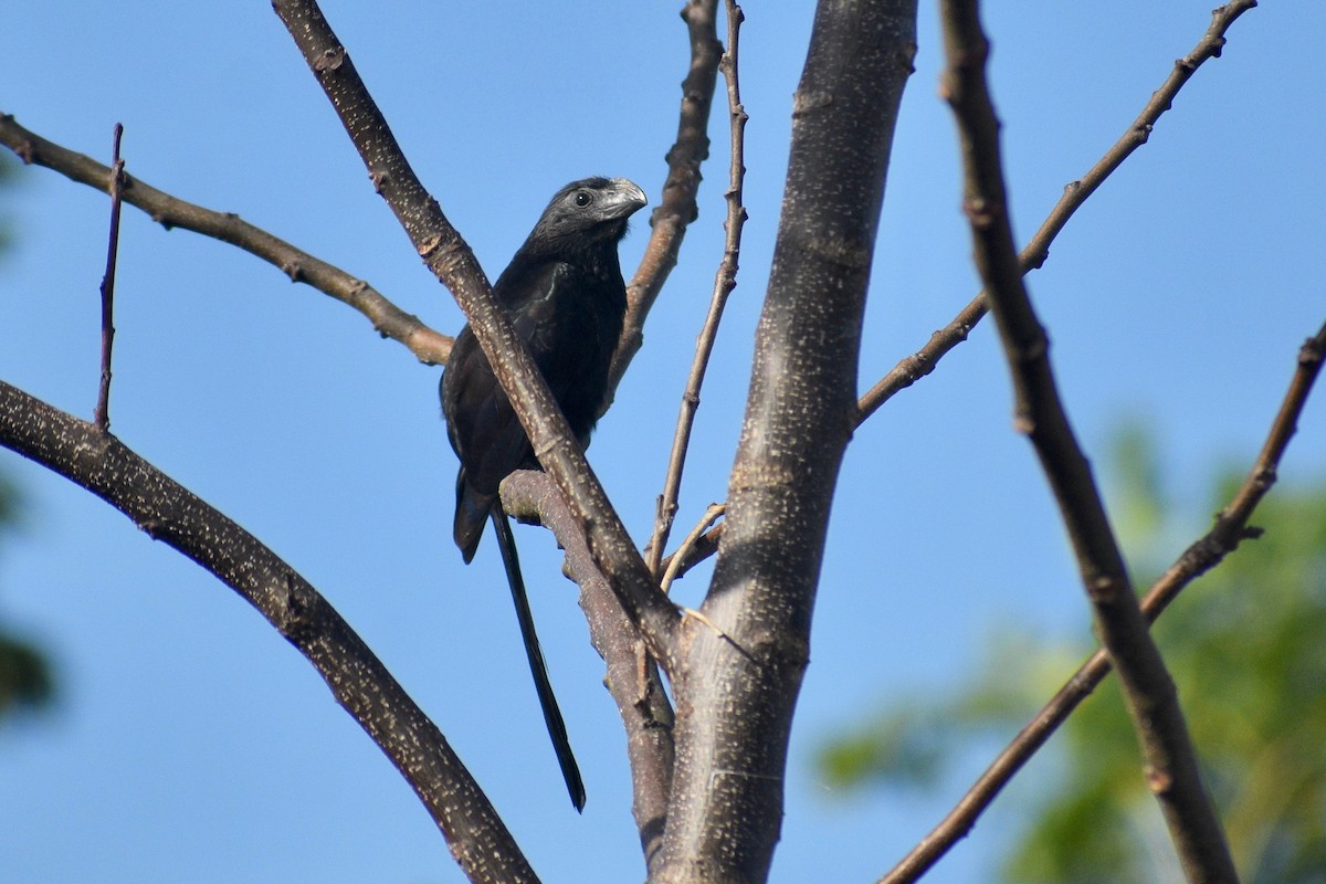 Groove-billed Ani - ML303144161