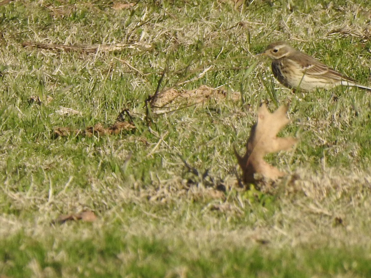 Pipit d'Amérique - ML303145191