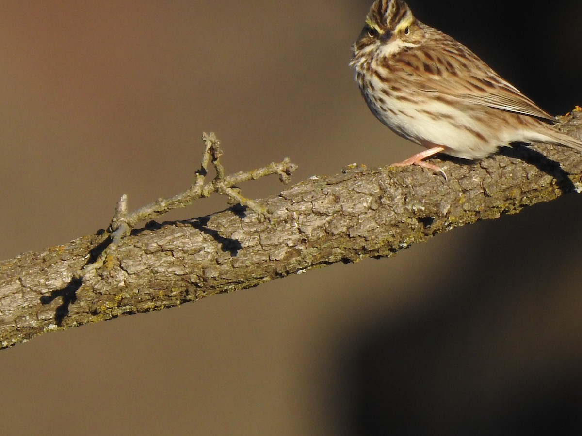 Savannah Sparrow - Ann Word