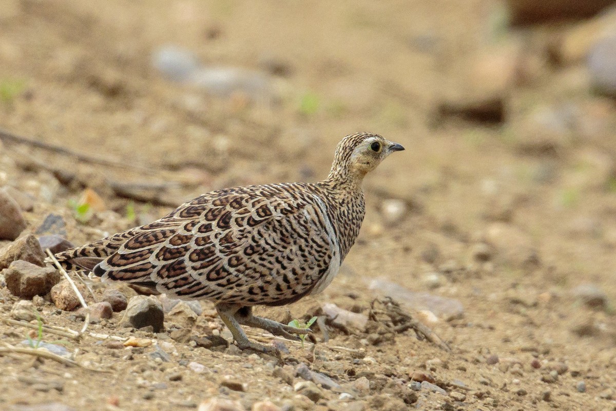 Black-faced Sandgrouse - ML303148151