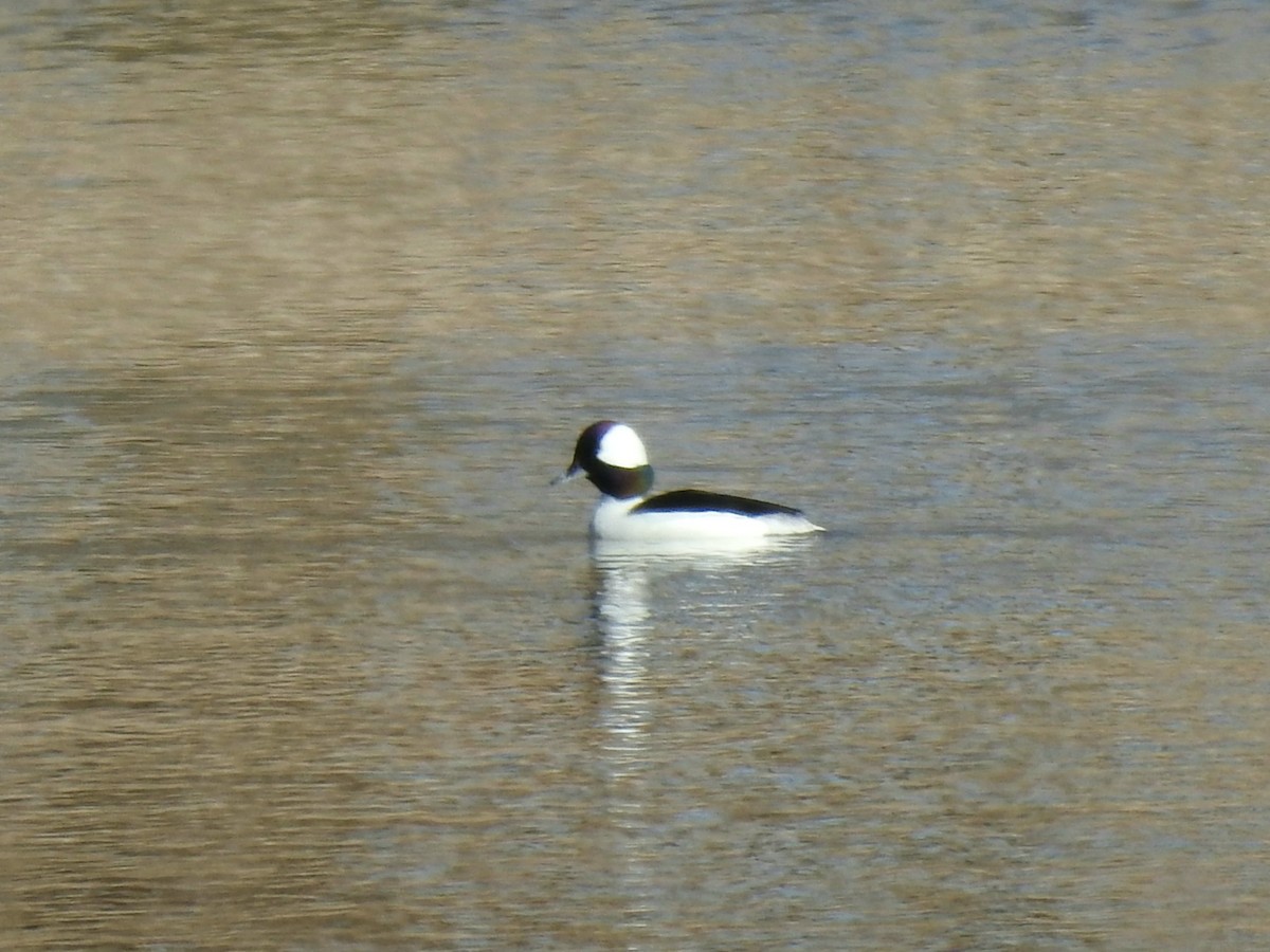 Bufflehead - ML303148341