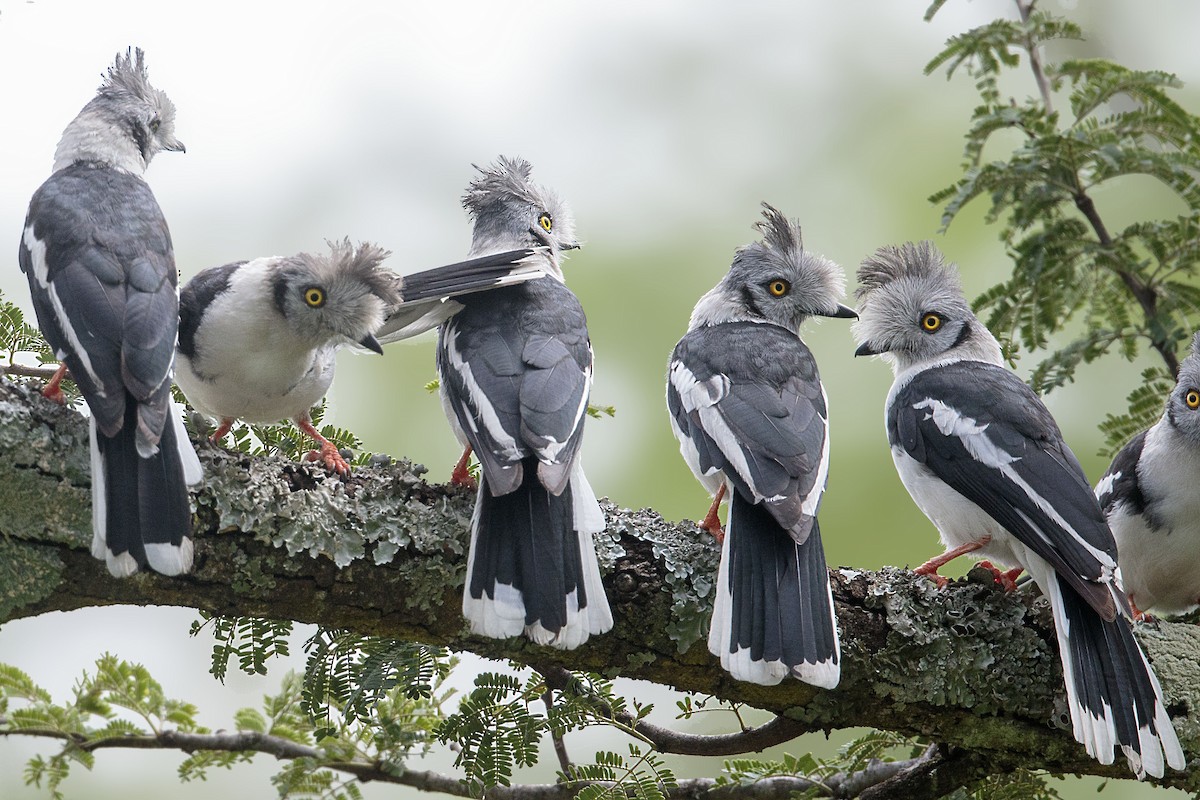 Gray-crested Helmetshrike - ML303148631