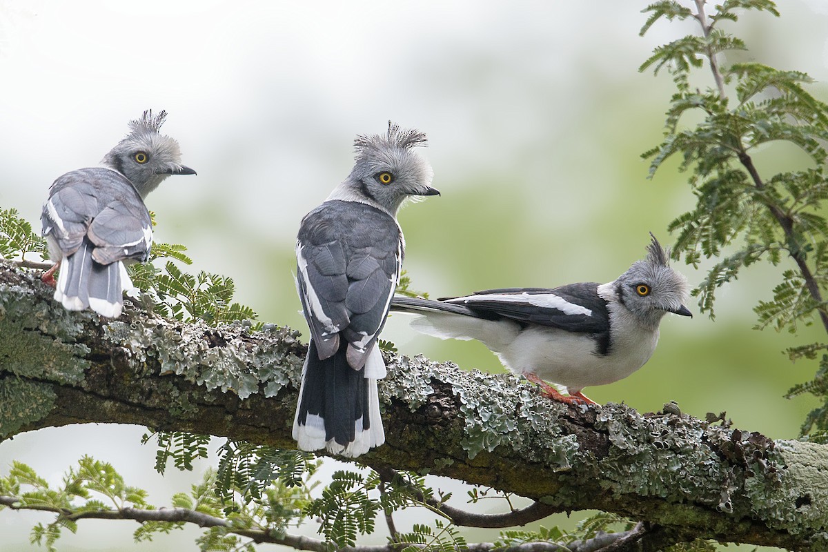 Gray-crested Helmetshrike - ML303148641