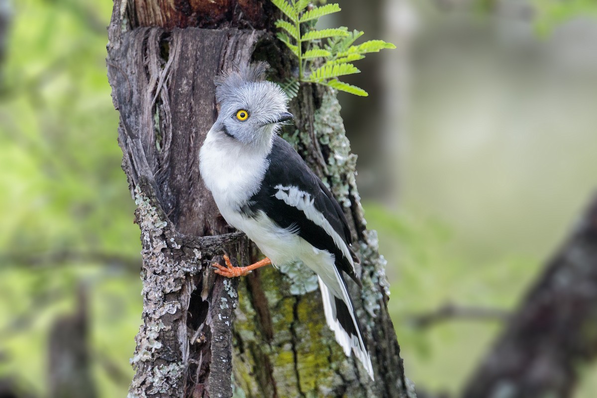 Gray-crested Helmetshrike - ML303148651