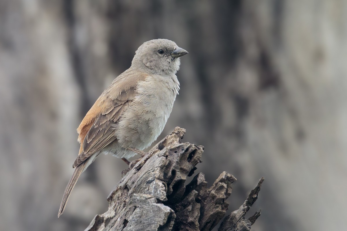 Swahili Sparrow - Bradley Hacker 🦜