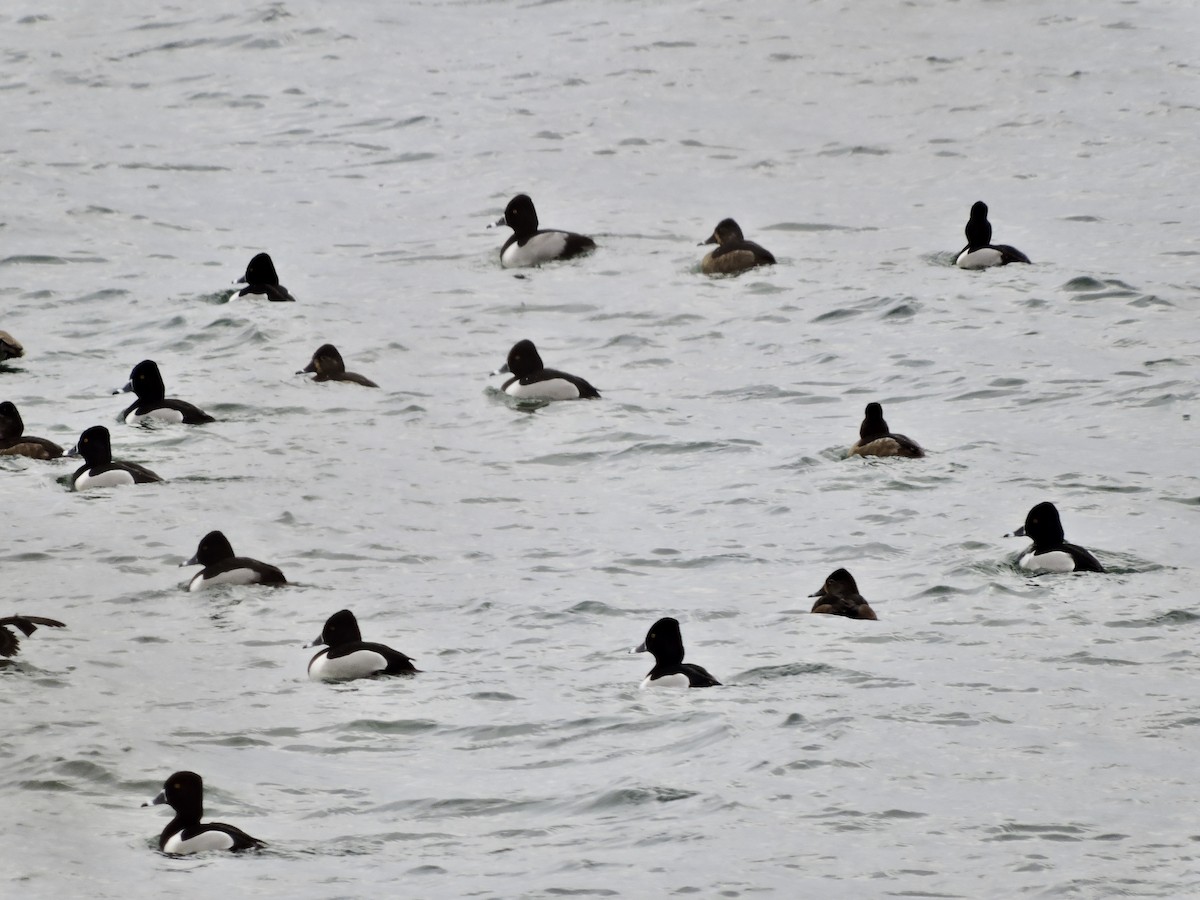 Ring-necked Duck - Daniel Casey