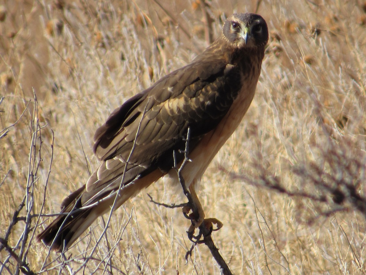 Northern Harrier - ML303153651