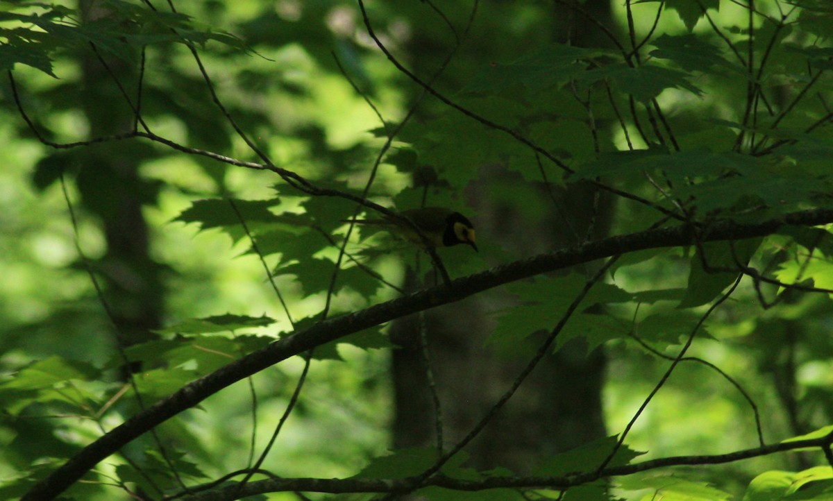 Hooded Warbler - ML30315601