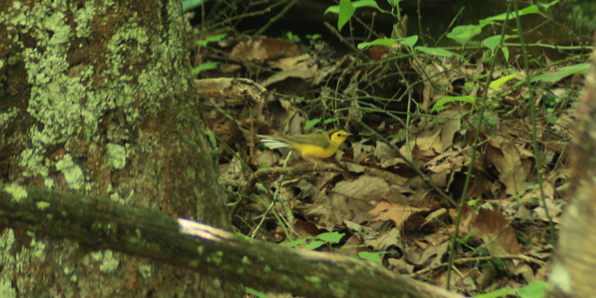 Hooded Warbler - ML30315611