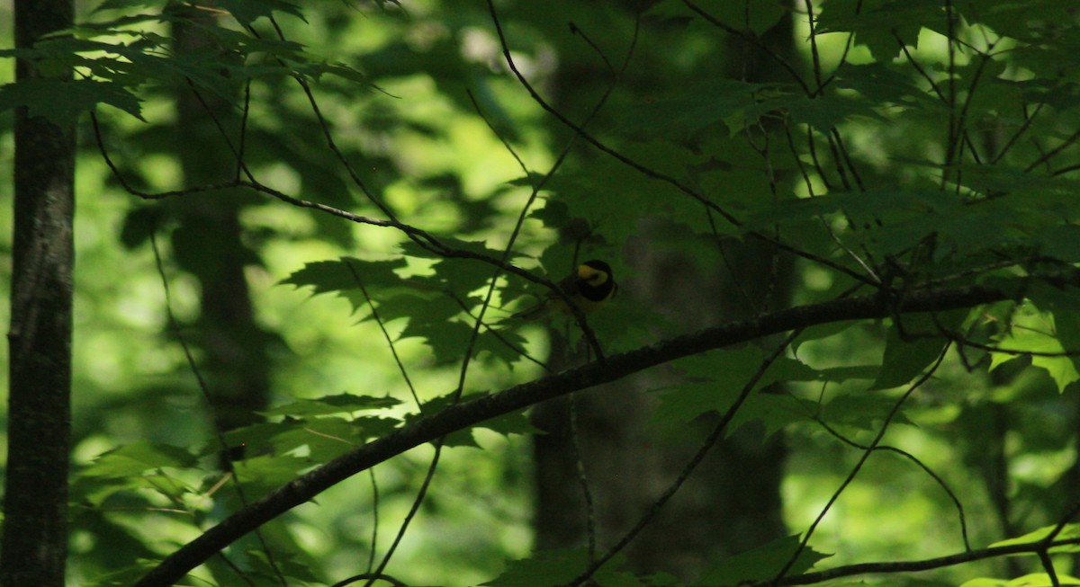 Hooded Warbler - ML30315621