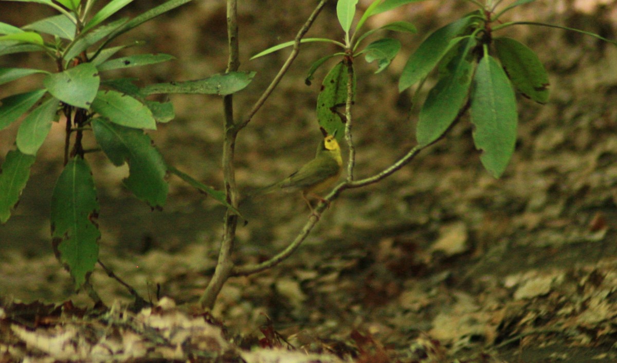 Hooded Warbler - ML30315631