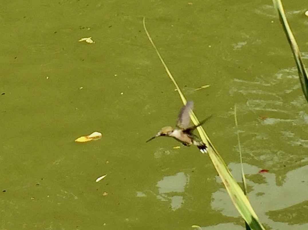 Ruby-throated Hummingbird - ML303156941