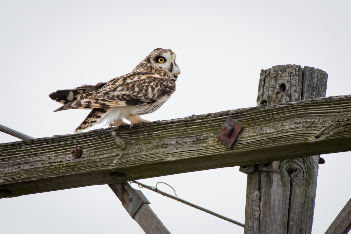 Short-eared Owl - ML303159661