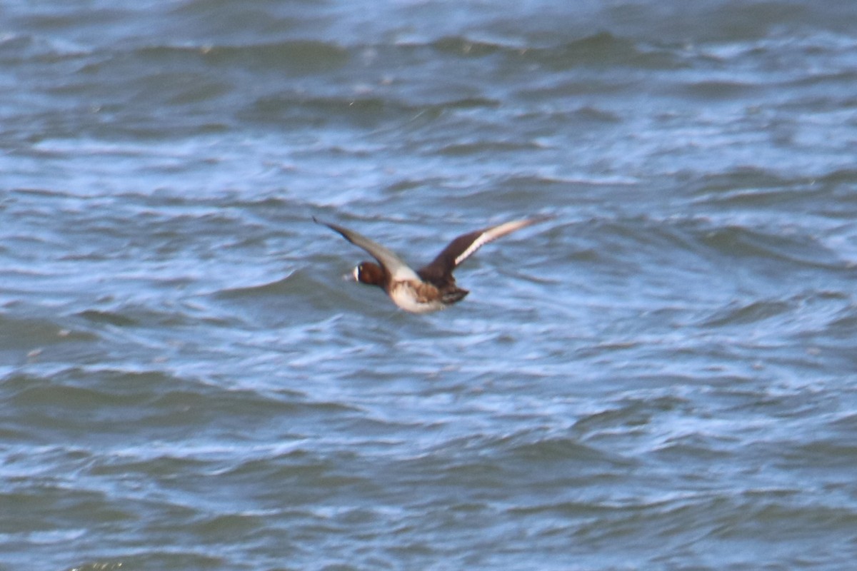 Greater Scaup - Steve Myers