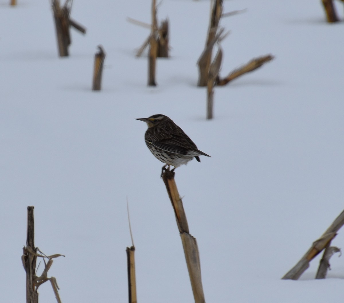 Western Meadowlark - David Cunningham