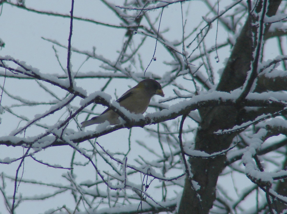 Evening Grosbeak - ML303162401
