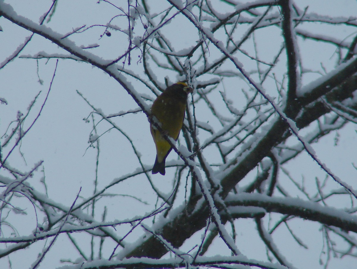 Evening Grosbeak - ML303162421