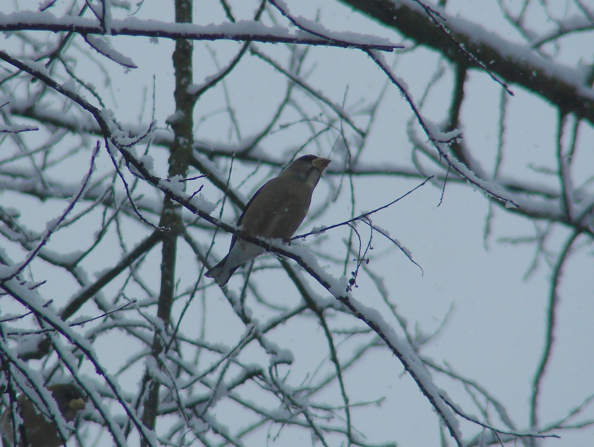 Evening Grosbeak - ML303162431