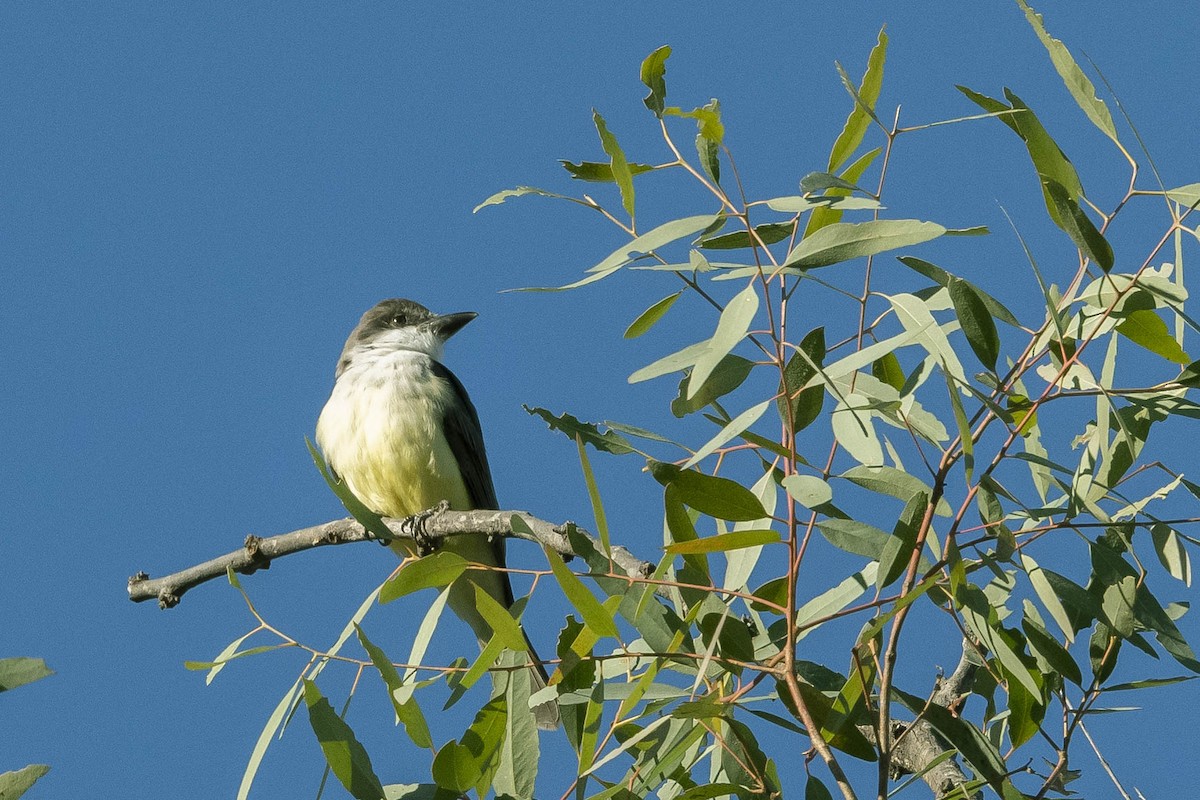 Thick-billed Kingbird - ML303162721