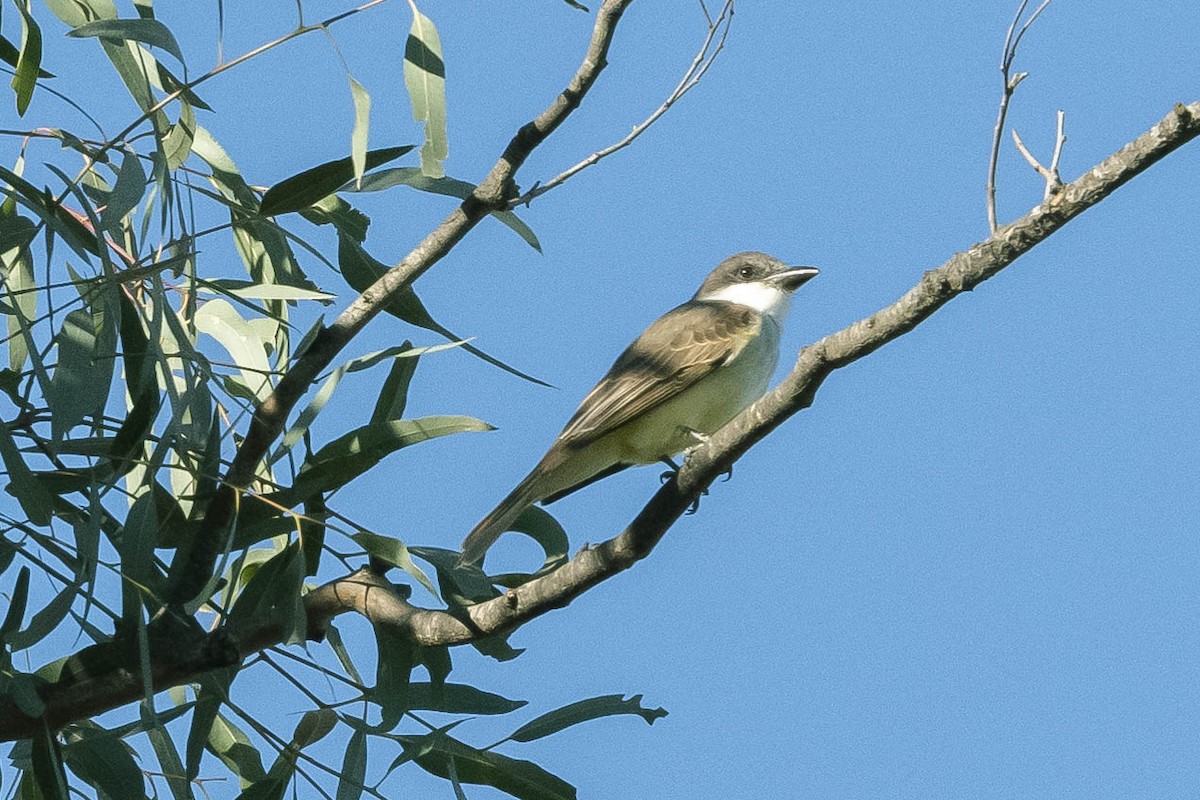 Thick-billed Kingbird - ML303162731