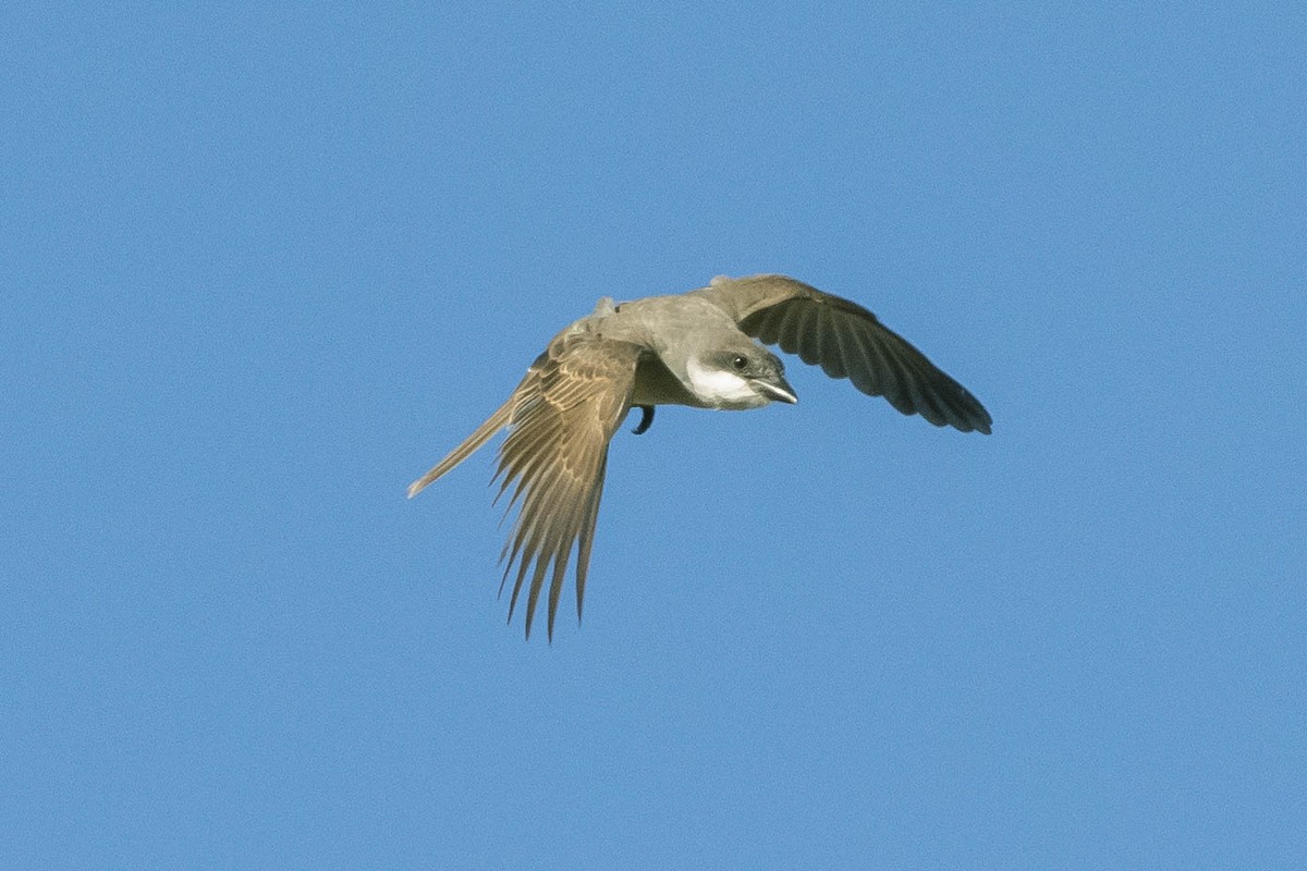 Thick-billed Kingbird - ML303162761