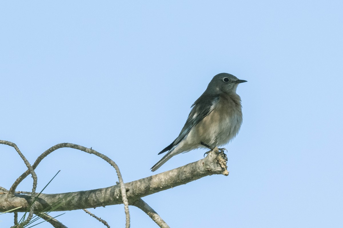 Western Bluebird - ML303162961