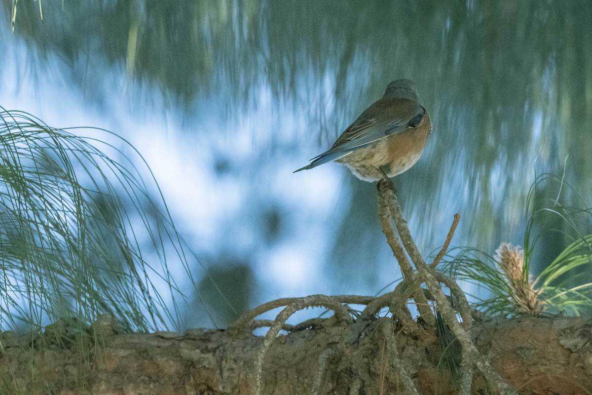 Western Bluebird - ML303163001