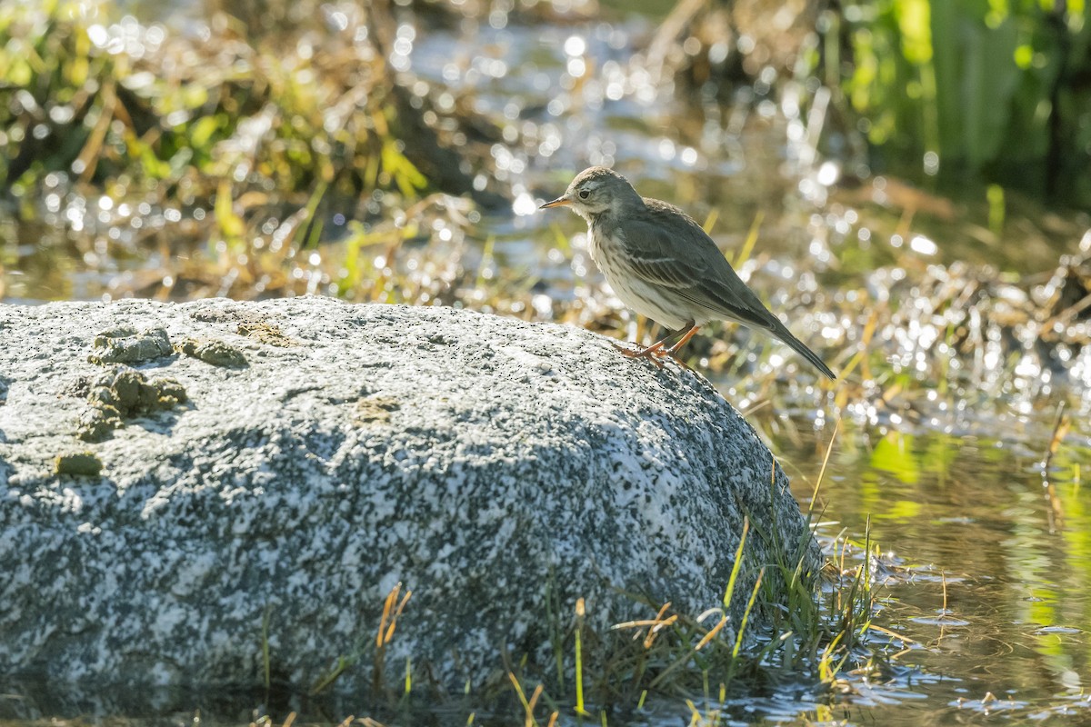 American Pipit - ML303163061