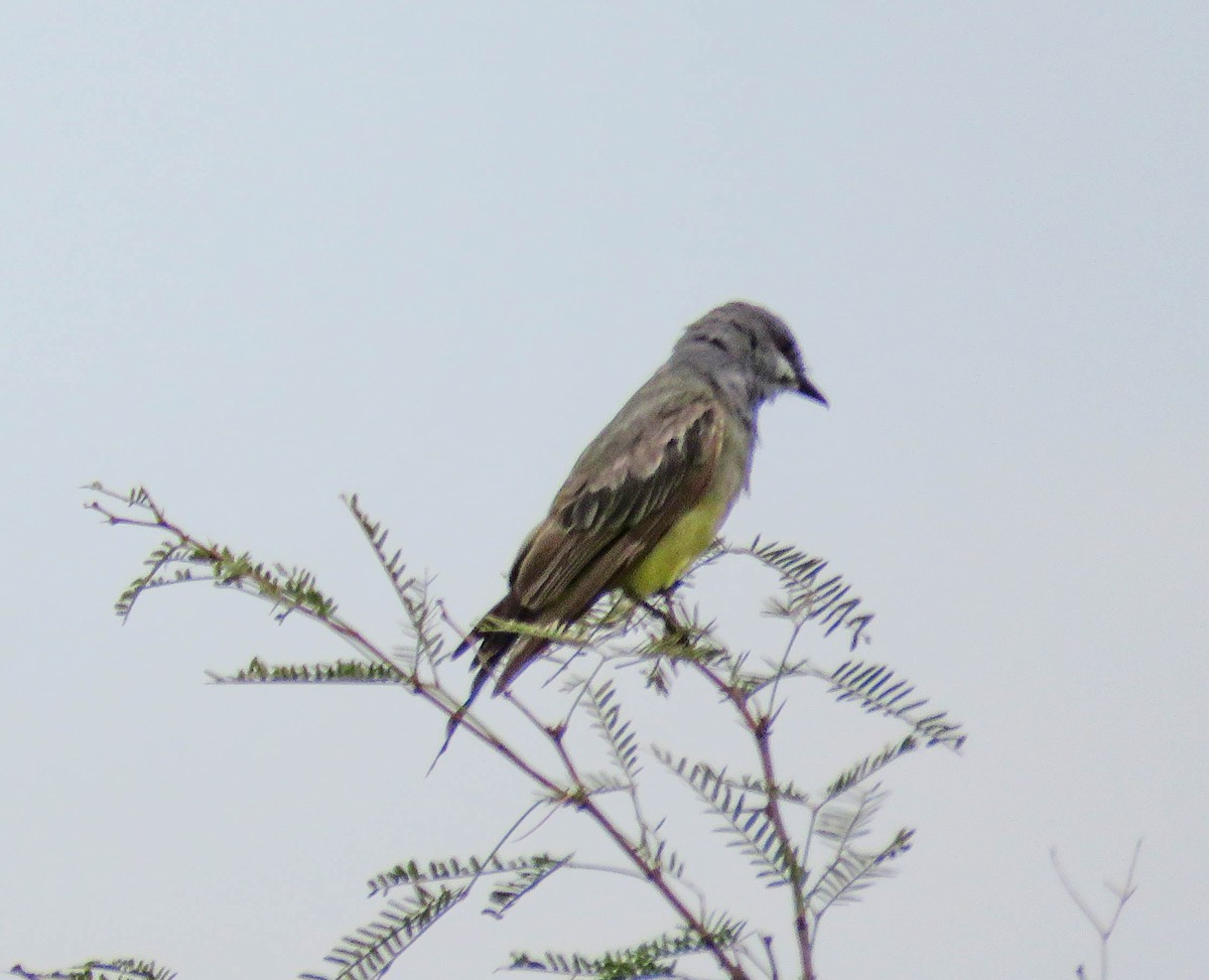 Cassin's Kingbird - ML303163271