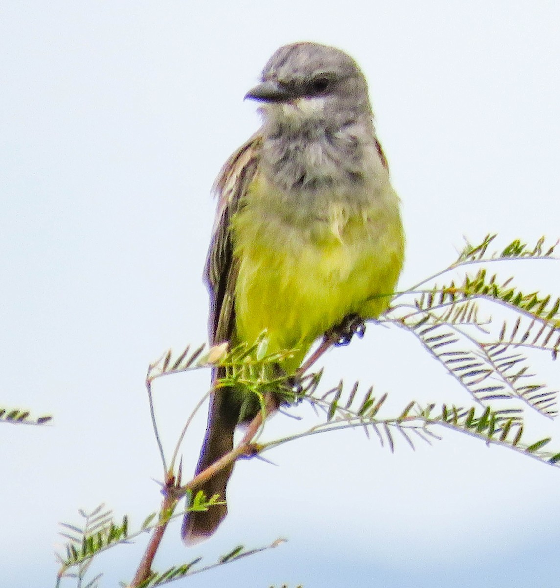 Cassin's Kingbird - ML303163361