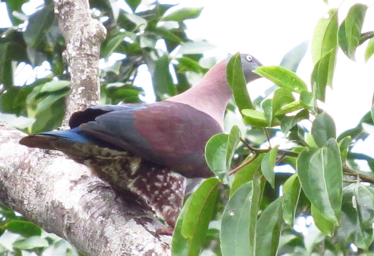 Zoe's Imperial-Pigeon - ML303163381