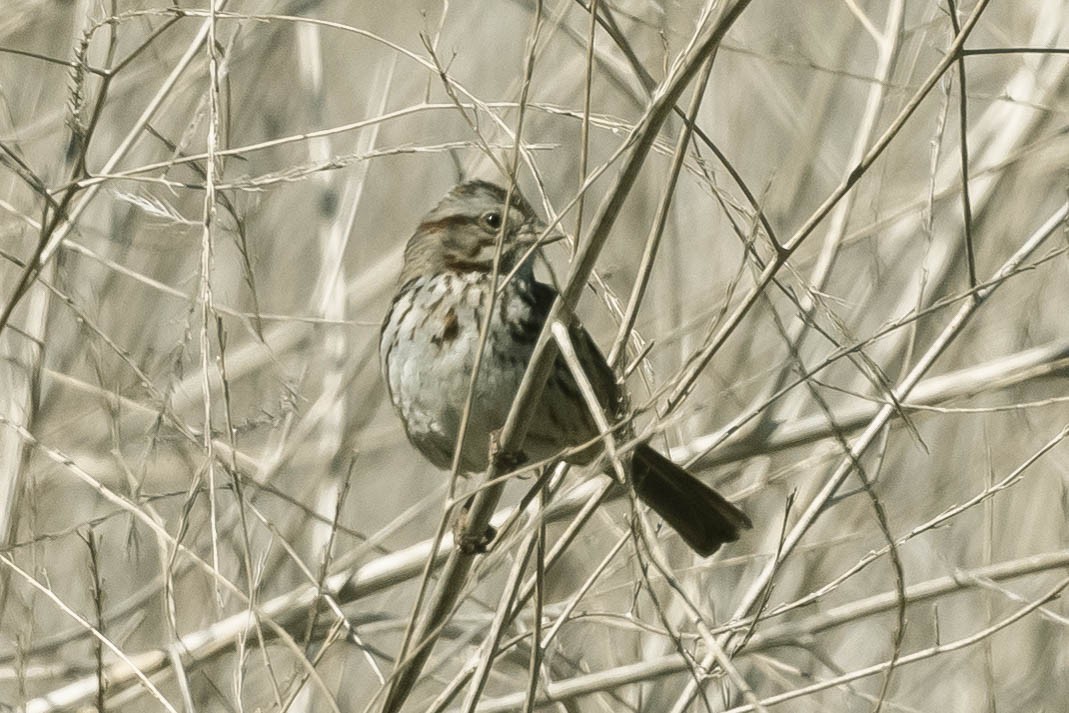 Song Sparrow - ML303163451