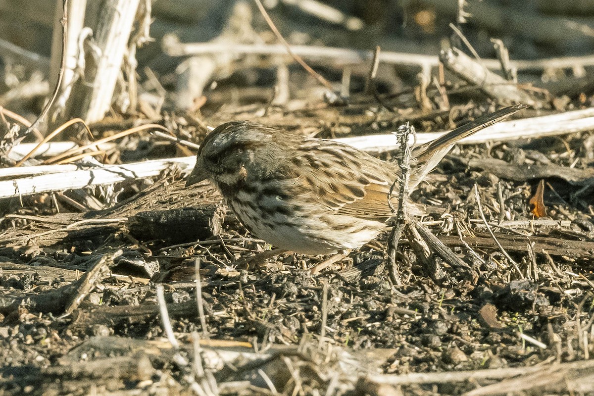 Song Sparrow - ML303163481